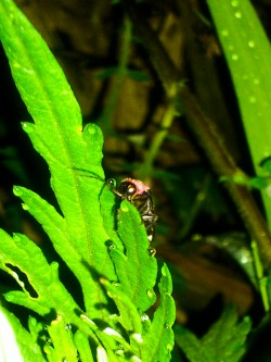 Camera : Sony Ericsson SO-01C / Lens : No Infomation / F. Dist. : 4.1 mm / EV : 0.0 / Aperture : F2.4 / S. Speed : 1/50 sec / ISO : 500 / WB : Auto / M.Mode : Center weighted / Strobe : ON / Light : non / Filter : non 松崎(那賀川)の蛍