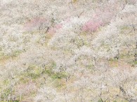   スタグラの記事を書いていて、ちょっと写真が足りないことを理由に高尾に川と梅を撮りに行った。朝一で行きつけの内科で血液検査を済ませた後で、カメラと三脚、そして長靴をリヤシートに放り込んで高尾にある日影沢に向か […]