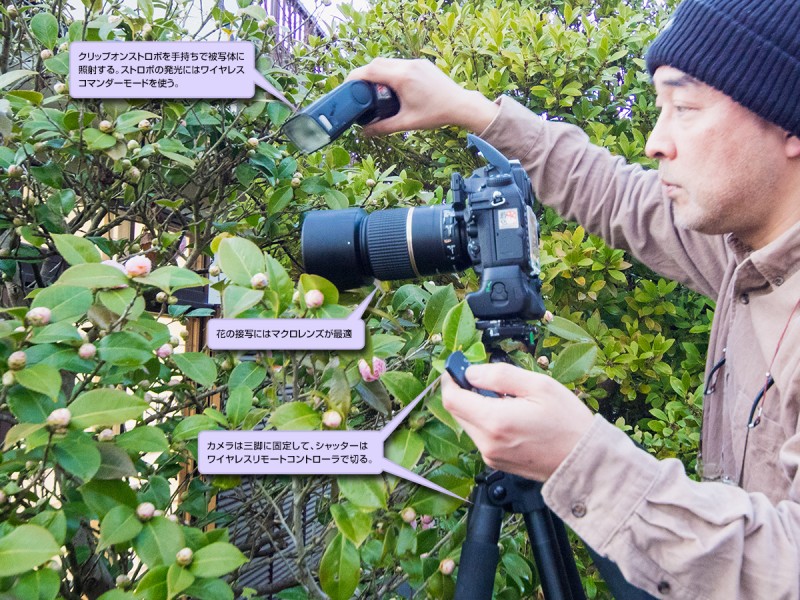 花のストロボ撮影方法