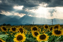 光景写真－ 2013 山梨　明野の向日葵　１