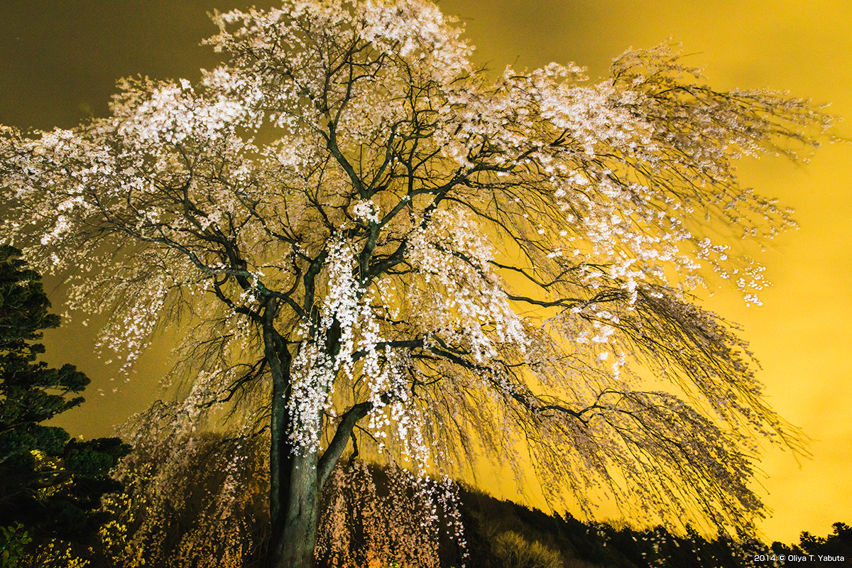 光景写真・しだれ桜の金屏風 | 薮田織也の雑草子