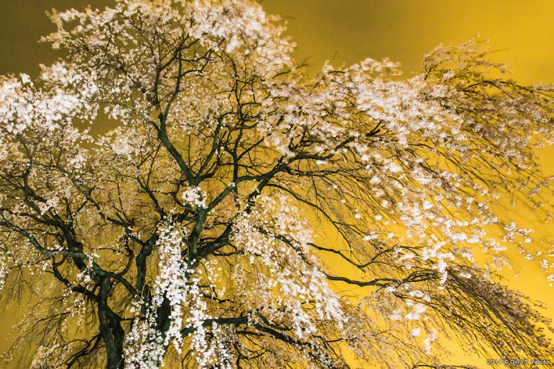 光景写真・しだれ桜の金屏風 | 薮田織也の雑草子